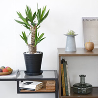 青年の木（ユッカ・エレファンティペス）