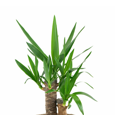 青年の木（ユッカ・エレファンティペス）