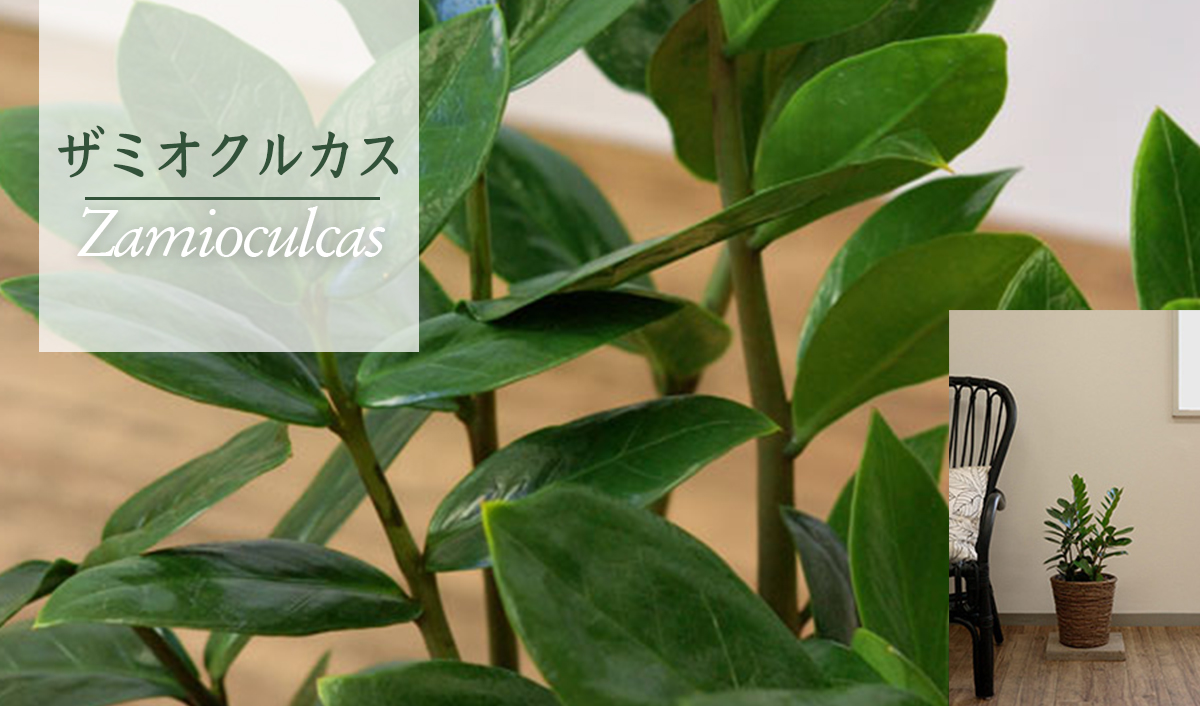 ザミオクルカス・ザミフォーリア