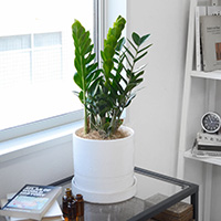 ザミオクルカス・ザミフォーリア