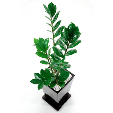 ザミオクルカス・ザミフォーリア