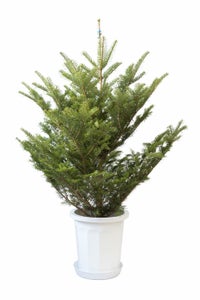 もみの木（モミの木）  通販 120cm～ 10号鉢（屋外用）  C085001