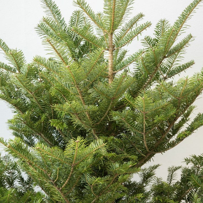 もみの木（モミの木）  通販 120cm～ 10号鉢（屋外用）  C085001