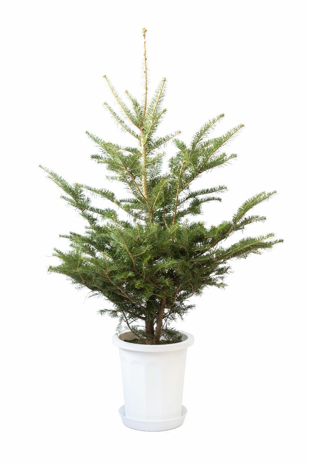 もみの木（モミの木） 150cm～ 10号鉢（屋外用）