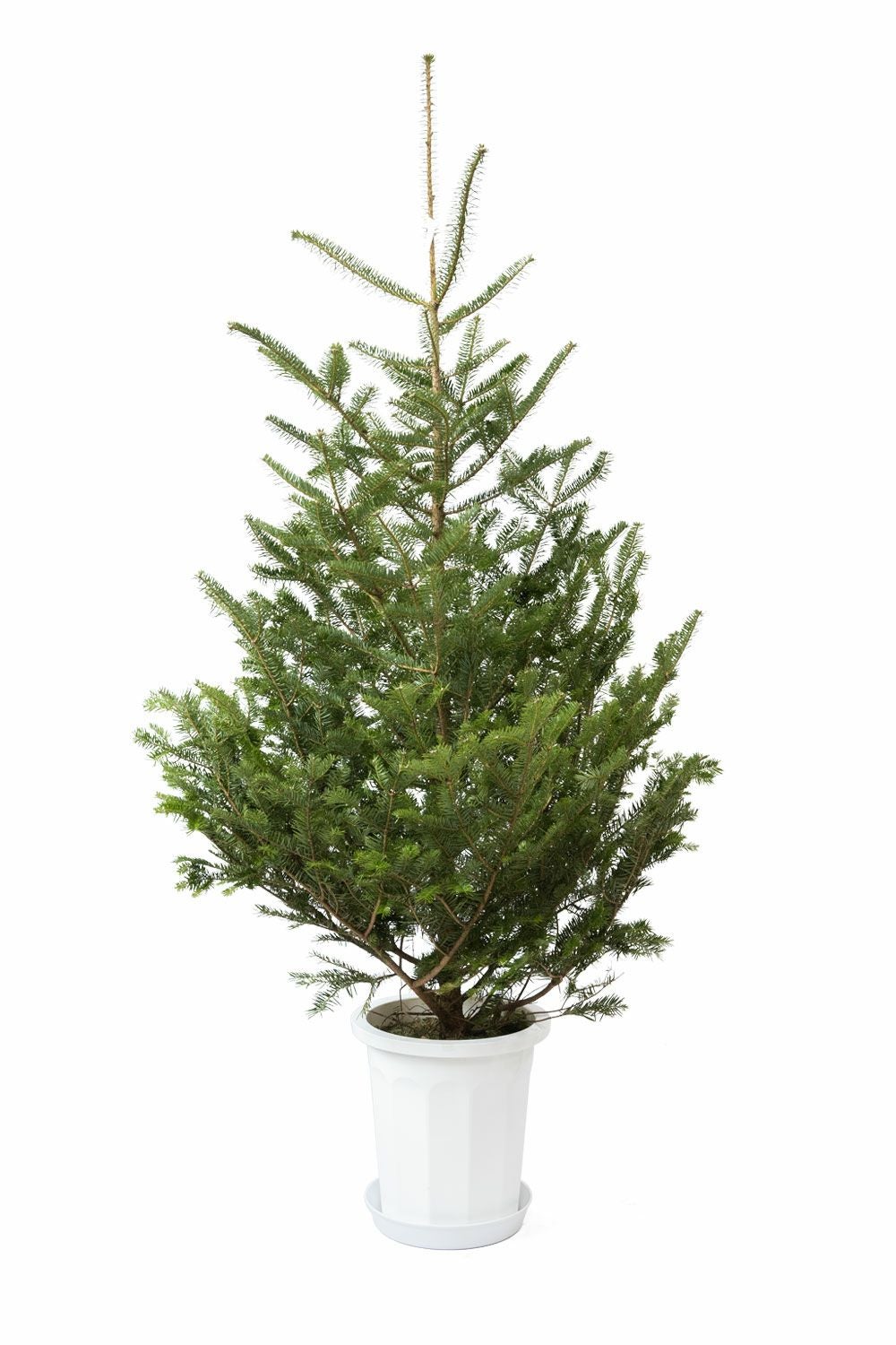 もみの木（モミの木）  通販 170cm～ 10号鉢（屋外用） C150001