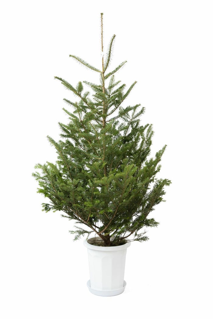 もみの木（モミの木）  通販 170cm～ 10号鉢（屋外用） C150001