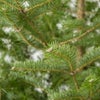 もみの木（モミの木）  通販 170cm～ 10号鉢（屋外用） C150001