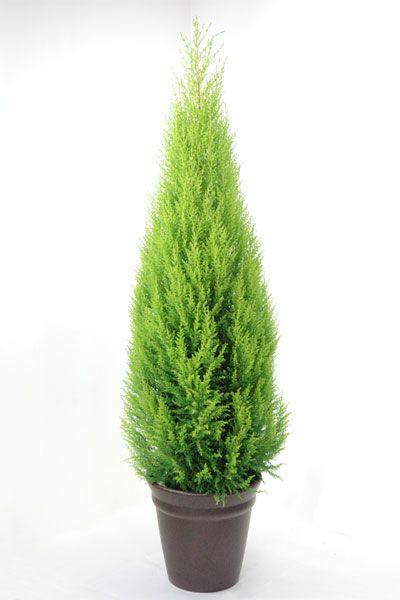 ゴールドクレスト　鉢付き　170センチ位　3鉢 レンタル商品】人工観葉植物ゴールドクレスト 高さ90cm 通販 - ディノス