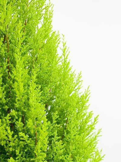 観葉植物 通販 ゴールドクレスト 10号鉢  KF120001