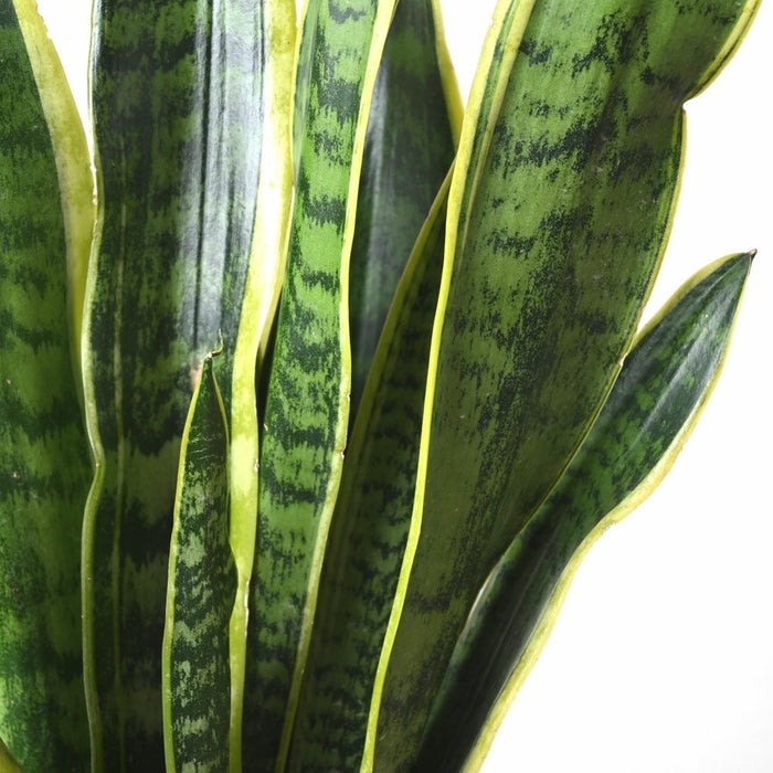 観葉植物 通販 サンセベリア (サンスベリア)・ ローレンティー  6号鉢 鉢カバー付 KM039004