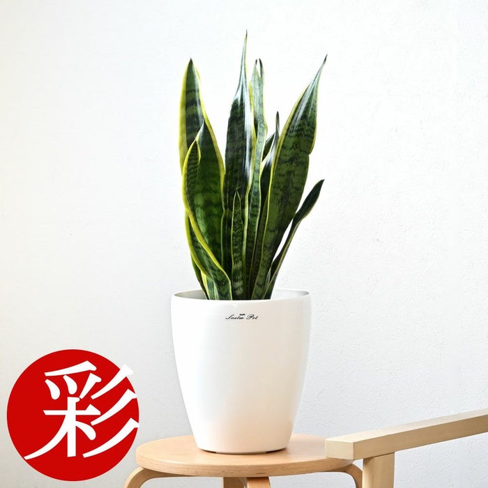 観葉植物 通販 サンセベリア (サンスベリア)・ ローレンティー  6号鉢 鉢カバー付 KM039004