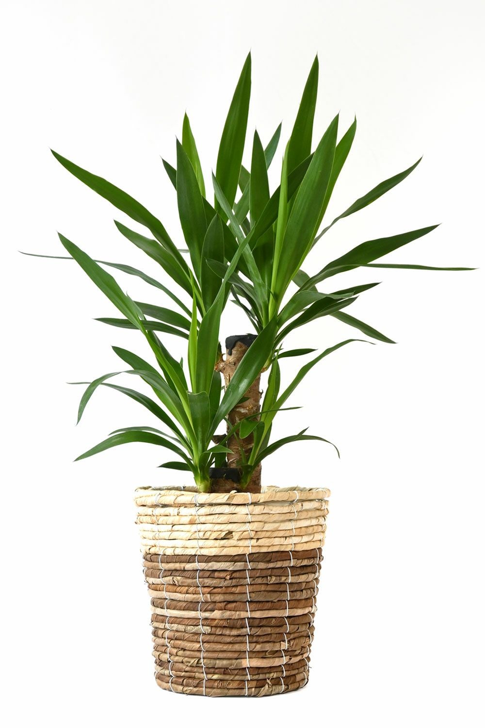 ユッカ 6号鉢 鉢カバー付 観葉植物 本物 レビュー | 観葉植物の専門店