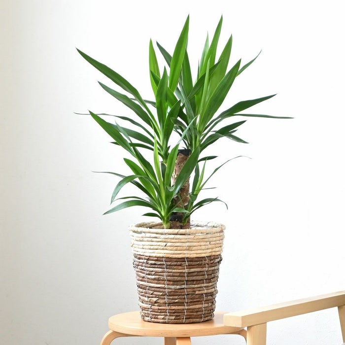 観葉植物 通販 ユッカ　6号鉢  鉢カバー付 KM039006