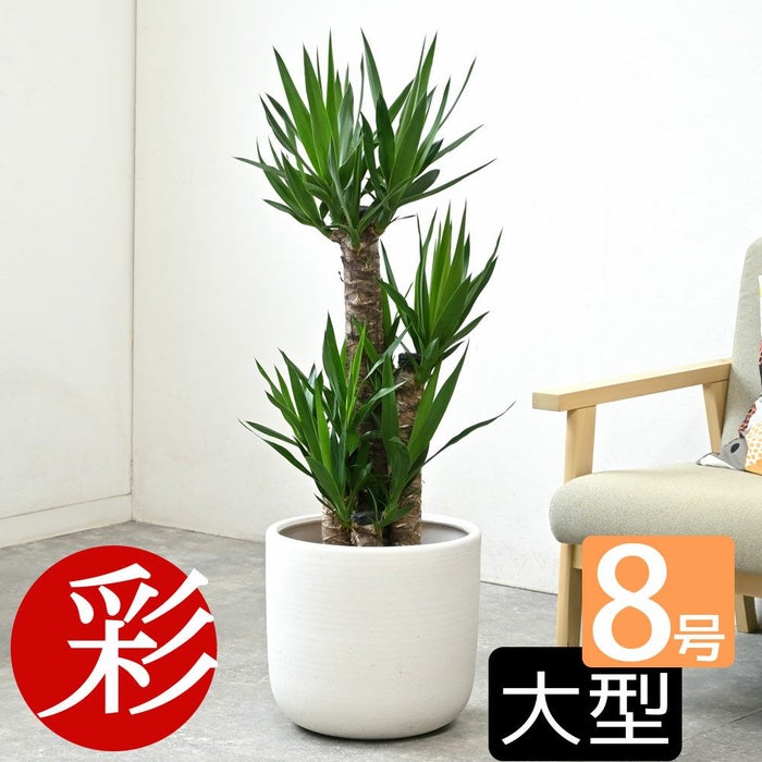 観葉植物 通販 ユッカ 8号鉢 鉢カバー付 KM060002