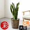 観葉植物 通販 サンセベリア(サンスベリア) ・ローレンティー 8号鉢 鉢カバー付 KM060003