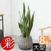 観葉植物 通販 サンセベリア(サンスベリア) ・ローレンティー 8号鉢 鉢カバー付 KM060003