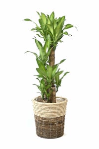 観葉植物 通販 幸福の木  ドラセナ・マッサンゲアナ  8号鉢 鉢カバー付 KM070002