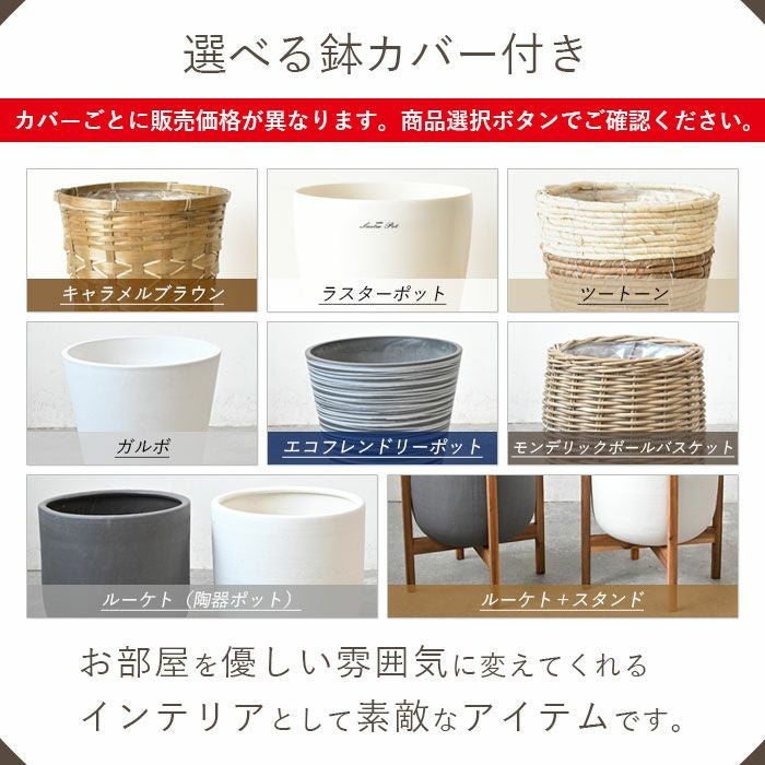 観葉植物 通販 幸福の木  ドラセナ・マッサンゲアナ  8号鉢 鉢カバー付 KM070002