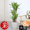 観葉植物 通販 幸福の木  ドラセナ・マッサンゲアナ  8号鉢 鉢カバー付 KM070002