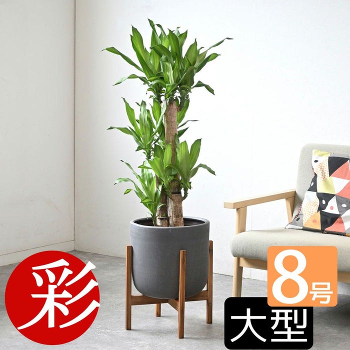 観葉植物 通販 幸福の木  ドラセナ・マッサンゲアナ  8号鉢 鉢カバー付 KM070002