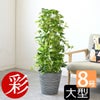 観葉植物 通販 ポトス・タワー仕立て 8号鉢 鉢カバー付 KM070003