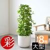 観葉植物 通販 ポトス・タワー仕立て 8号鉢 鉢カバー付 KM070003