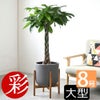観葉植物 通販 パキラ 8号鉢 鉢カバー付 KM070005