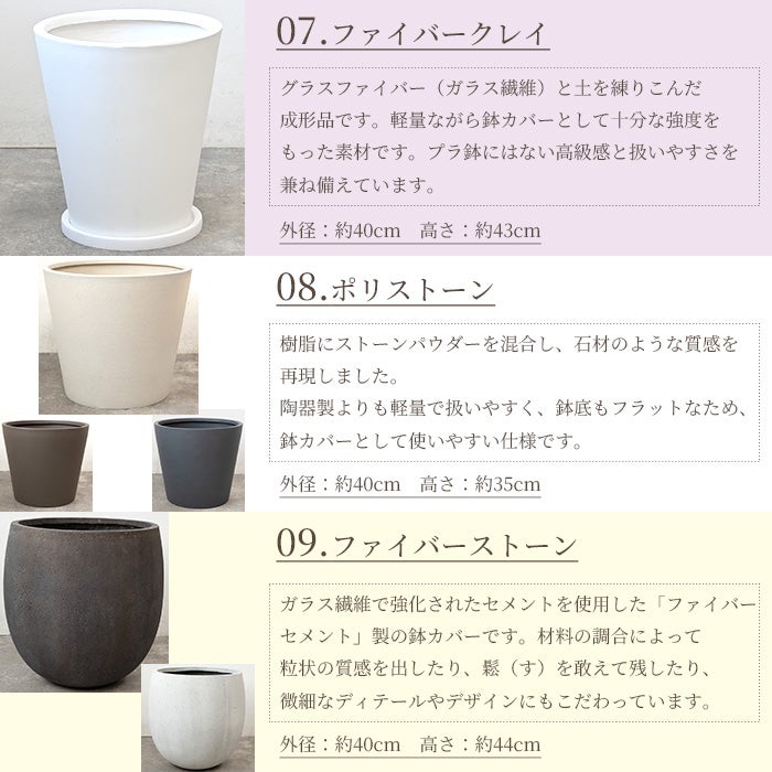 フィカス・ロブスター（ゴムノキ） 10号鉢 選べる鉢カバー付き 観葉植物