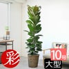 フィカス・ロブスター（ゴムノキ） 10号鉢 鉢カバー付き 観葉植物