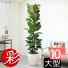 フィカス・ロブスター（ゴムノキ） 10号鉢 鉢カバー付き 観葉植物
