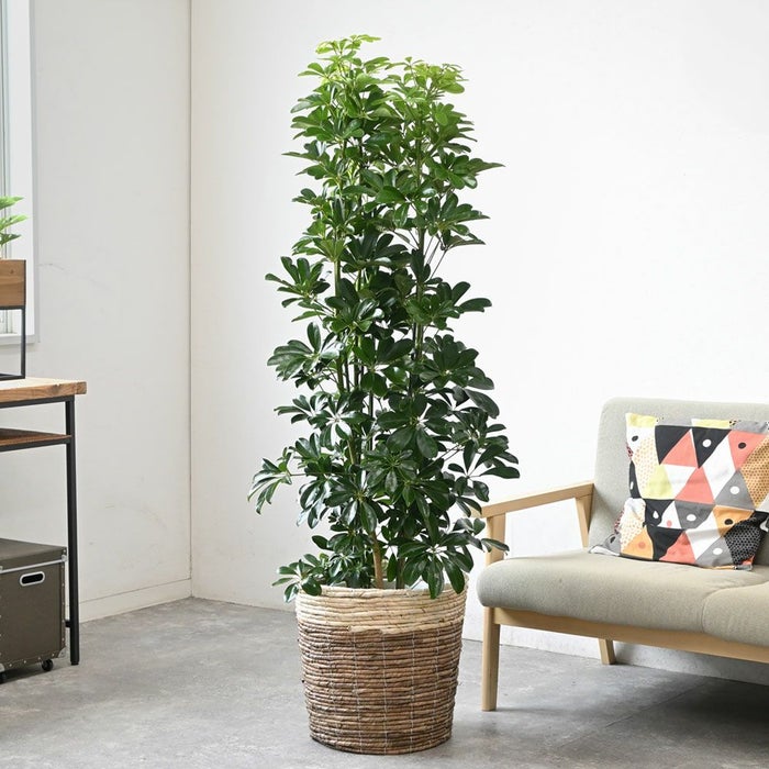 ホンコンカポック 10号鉢 選べる鉢カバー付き 観葉植物