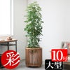 ホンコンカポック 10号鉢 鉢カバー付き 観葉植物
