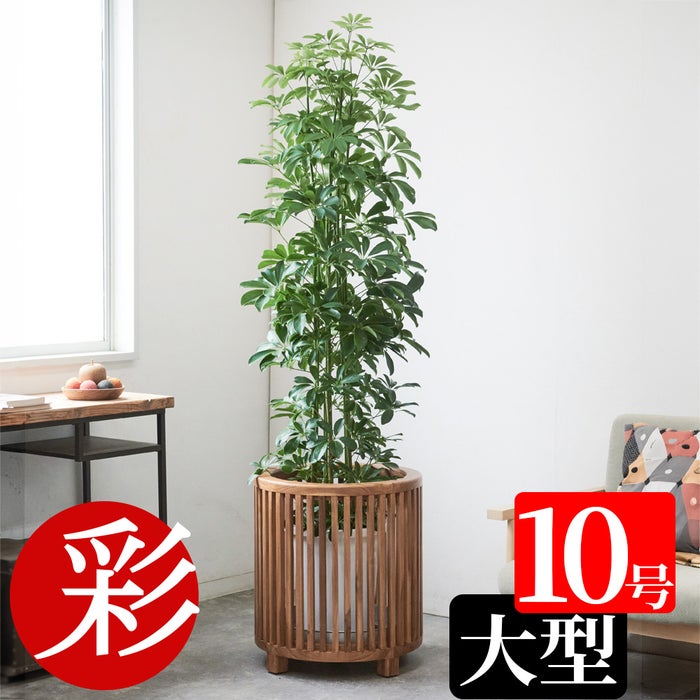 ホンコンカポック 10号鉢 鉢カバー付き 観葉植物