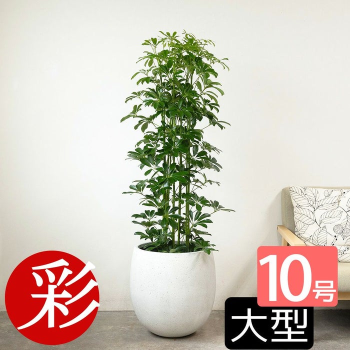 ホンコンカポック 10号鉢 選べる鉢カバー付き 観葉植物 本物