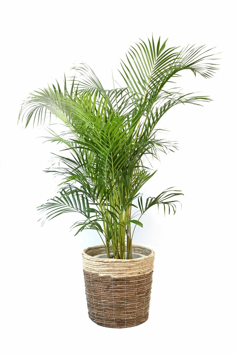 アレカヤシ 10号鉢 選べる鉢カバー付き 観葉植物 本物