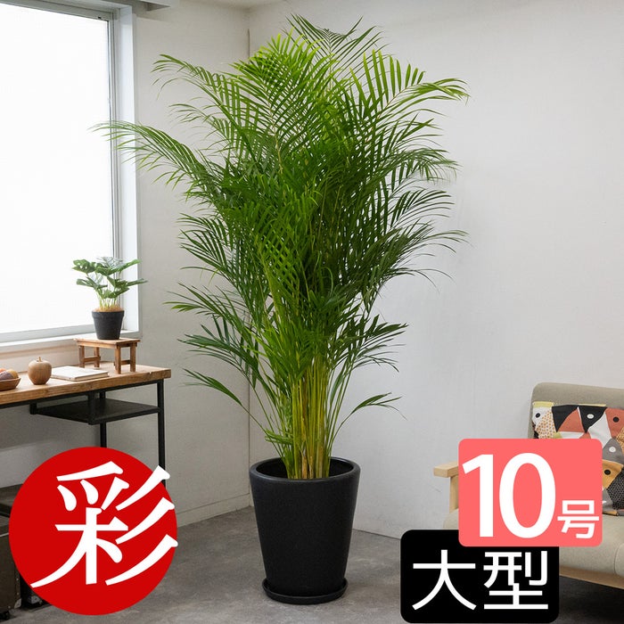 アレカヤシ 10号鉢 鉢カバー付き 観葉植物