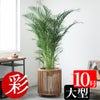 アレカヤシ 10号鉢 鉢カバー付き 観葉植物