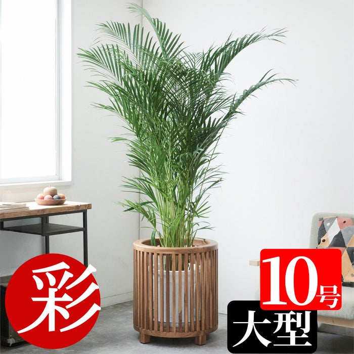 アレカヤシ 10号鉢 鉢カバー付き 観葉植物