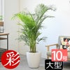 アレカヤシ 10号鉢 鉢カバー付き 観葉植物