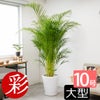 アレカヤシ 10号鉢 鉢カバー付き 観葉植物