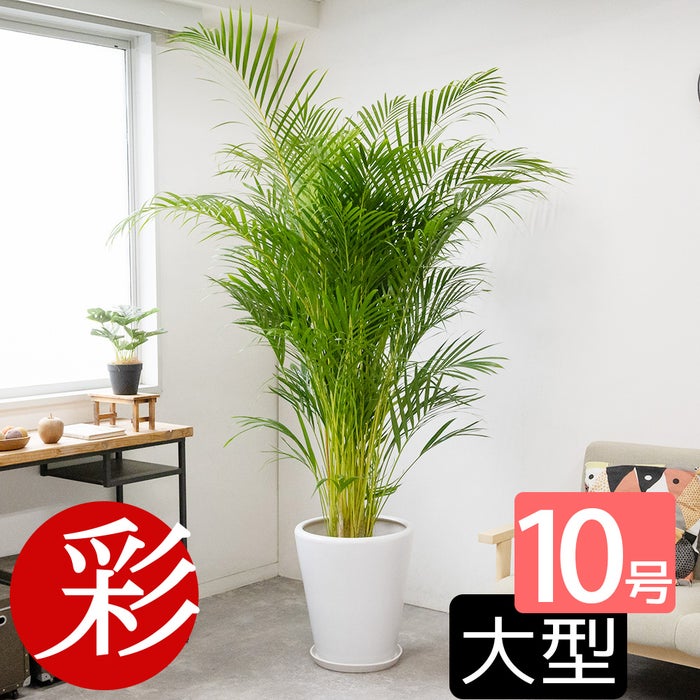 アレカヤシ 10号鉢 鉢カバー付き 観葉植物
