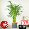 アレカヤシ 10号鉢 選べる鉢カバー付き 観葉植物 本物