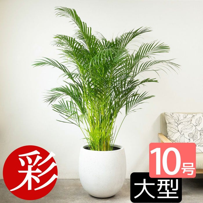 アレカヤシ 10号鉢 選べる鉢カバー付き 観葉植物 本物