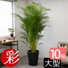 アレカヤシ 10号鉢 鉢カバー付き 観葉植物