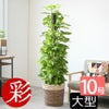 ポトス ヘゴ仕立て 10号鉢 選べる鉢カバー付き 観葉植物