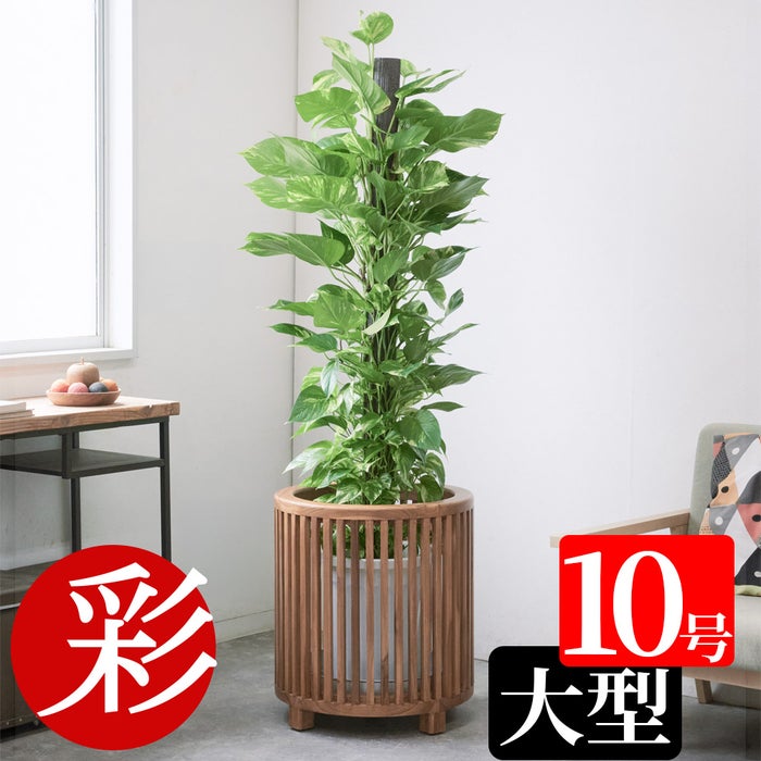 ポトス ヘゴ仕立て 10号鉢 選べる鉢カバー付き 観葉植物