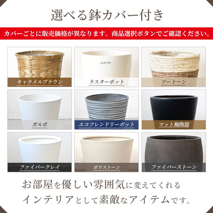 ユッカ・エレファンティペス 10号鉢 選べる鉢カバー付き 観葉植物