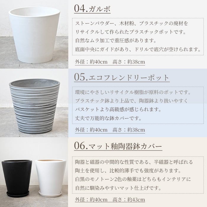 ユッカ・エレファンティペス 10号鉢 選べる鉢カバー付き 観葉植物