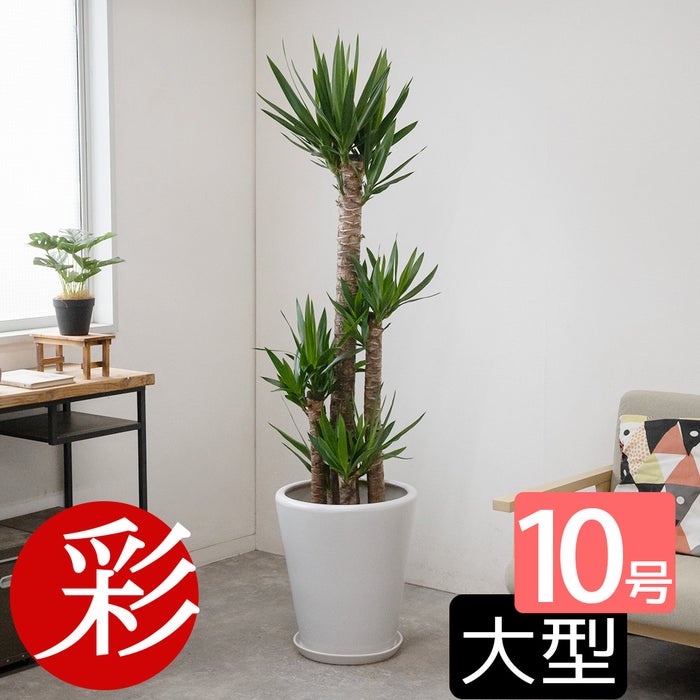 ユッカ・エレファンティペス 10号鉢 選べる鉢カバー付き 観葉植物