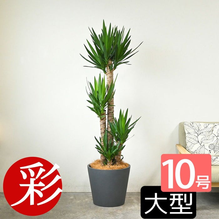 ユッカ・エレファンティペス 10号鉢 選べる鉢カバー付き 観葉植物 本物